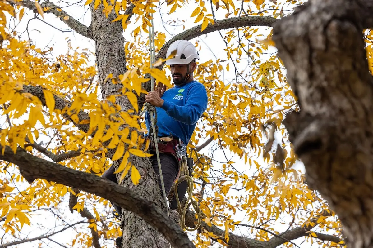 Skilled Emergency Tree Service crew working in Castleton